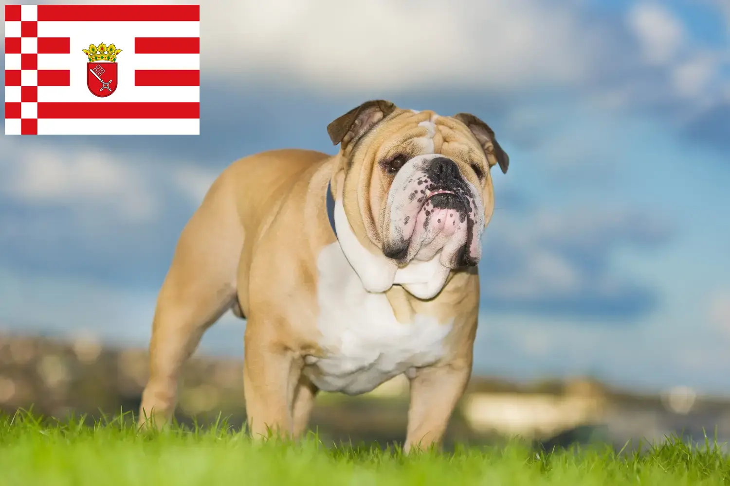 Angol bulldog kölykök és tenyésztő Bréma Itt talál angol bulldog tenyésztőket Brémában.