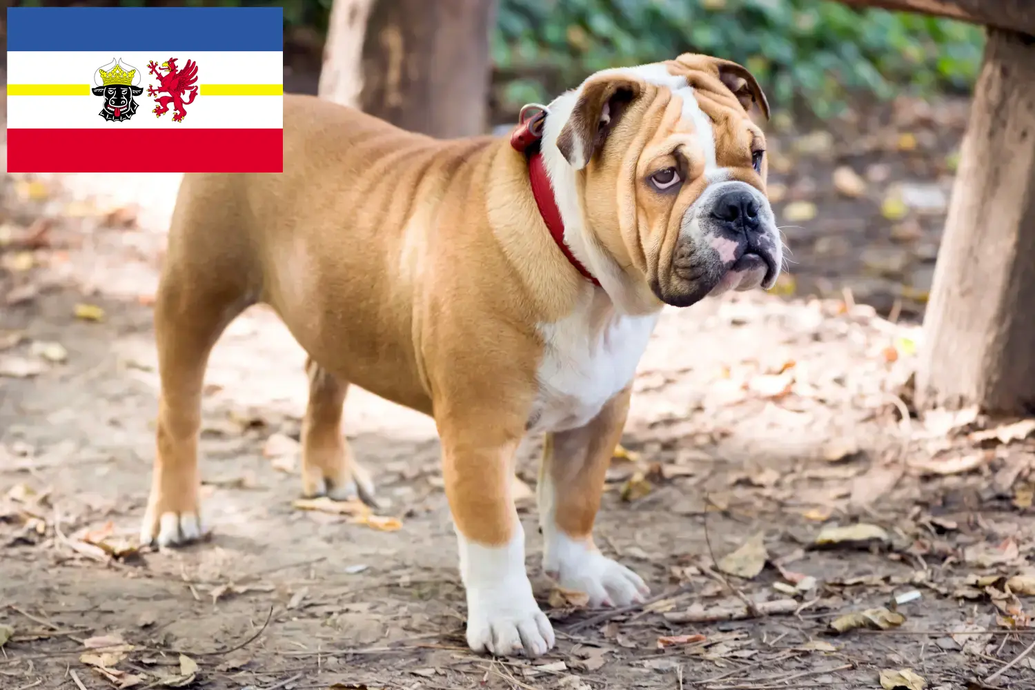 Angol bulldog kölyökkutyák és tenyésztők Mecklenburg-Vorpommern Itt talál angol bulldog tenyésztőket Mecklenburg-Elő-Pomeránia területén.