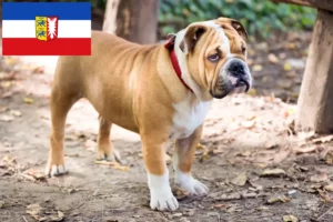 Read more about the article Angol bulldog tenyésztők és kölykök Schleswig-Holstein tartományban