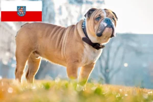 Read more about the article Angol bulldog tenyésztők és kölykök Türingiában