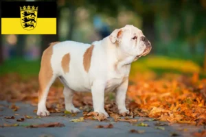 Read more about the article Angol bulldog tenyésztők és kölykök Baden-Württembergben