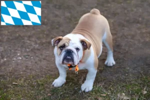 Read more about the article Angol bulldog tenyésztők és kölykök Bajorországban