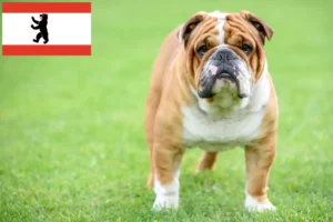 Read more about the article Angol bulldog tenyésztők és kölykök Berlinben