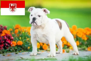 Read more about the article Angol bulldog tenyésztők és kölykök Brandenburgban