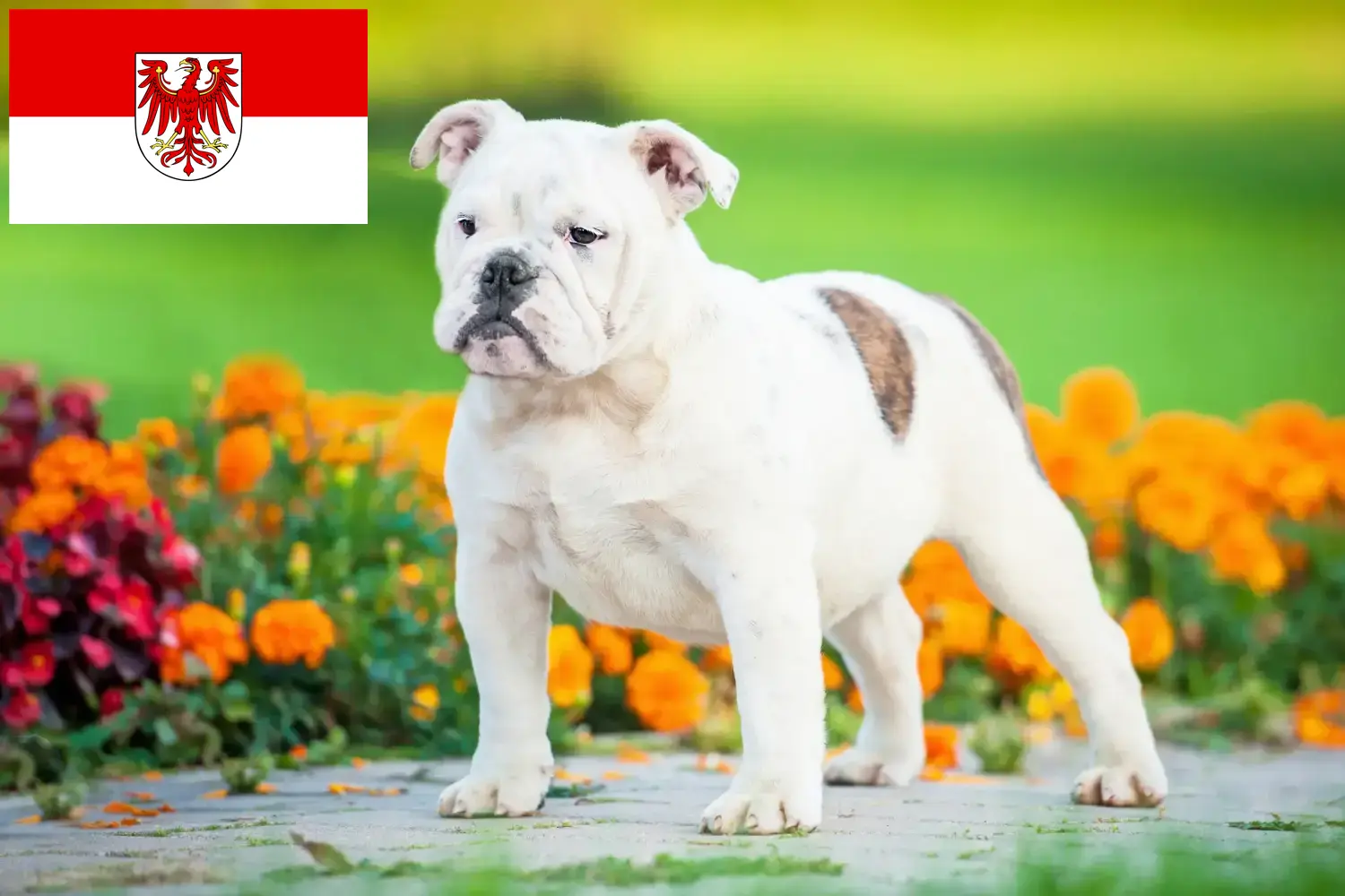 Angol bulldog kölyökkutyák és tenyésztő Brandenburg Itt találhat angol bulldog tenyésztőket Brandenburgban.