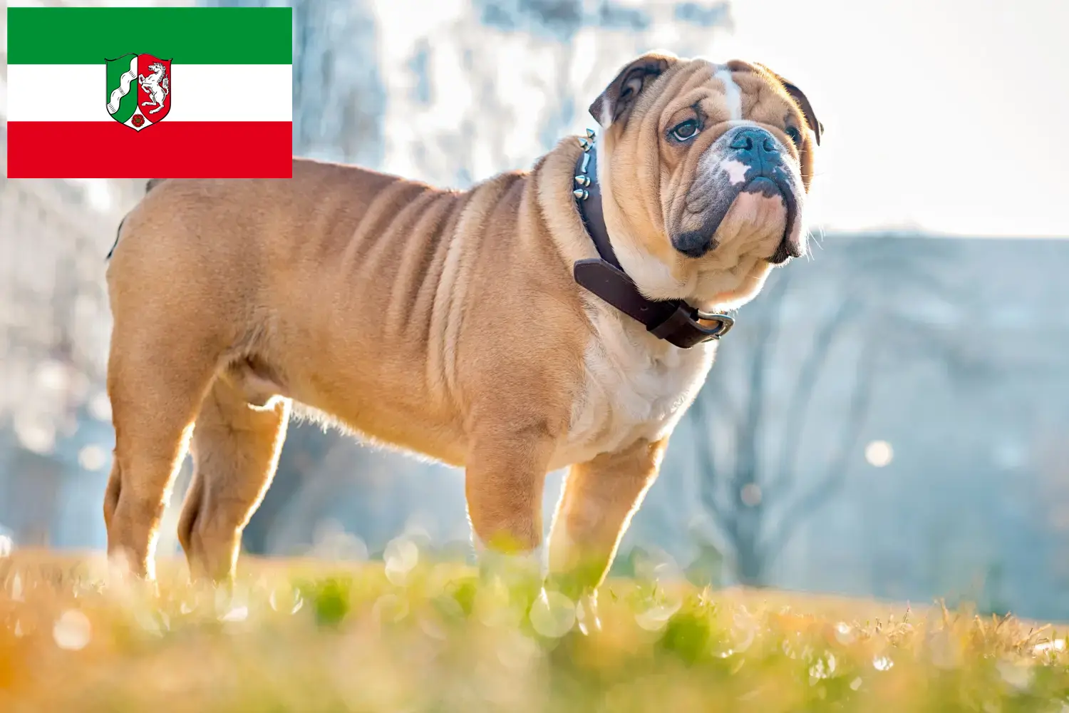 Angol bulldog kiskutyák és tenyésztők Észak-Rajna-Vesztfália Itt talál angol bulldog tenyésztőket Észak-Rajna-Vesztfália területén.