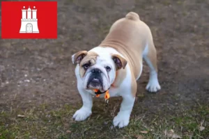 Read more about the article Angol bulldog tenyésztő és kölykök Hamburgban