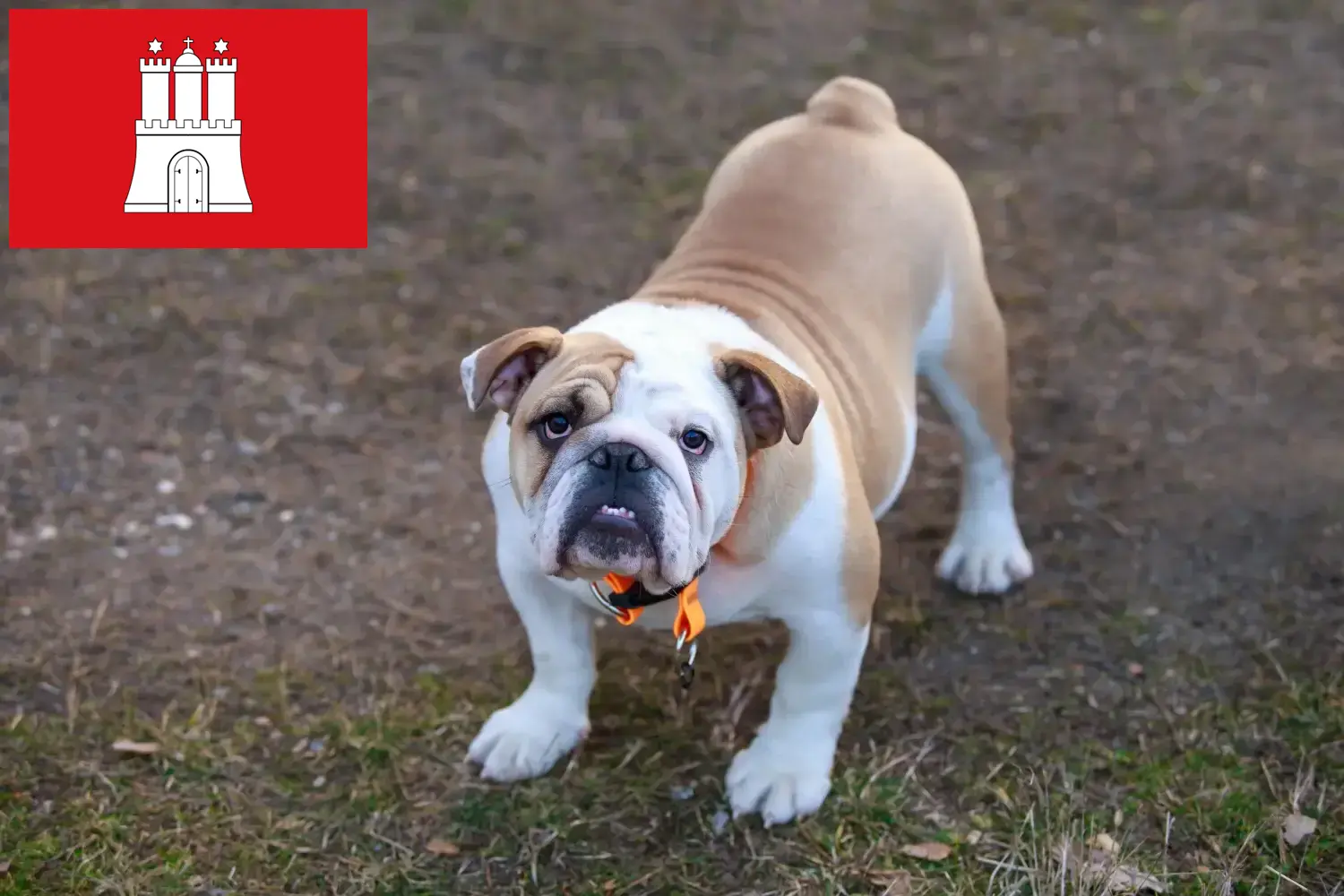 Angol bulldog kölyökkutyák és tenyésztő Hamburg Itt talál angol bulldog tenyésztőket Hamburgban.