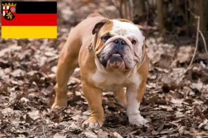 Read more about the article Angol bulldog tenyésztők és kölykök Rajna-vidék-Pfalzban