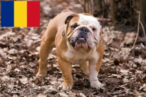 Read more about the article Angol bulldog tenyésztők és kölykök Romániában