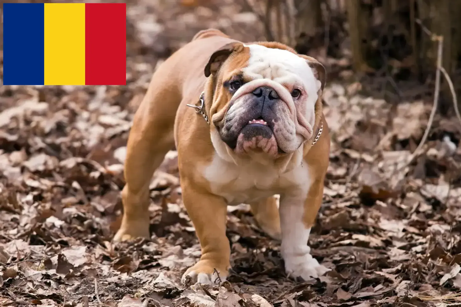 Angol bulldog kölykök és tenyésztők Románia Angol bulldog tenyésztőket Romániában itt találsz.