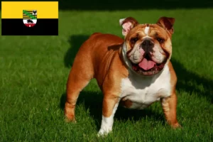 Read more about the article Angol bulldog tenyésztők és kölykök Szász-Anhaltban