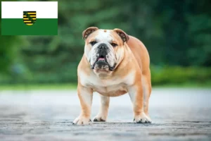 Read more about the article Angol bulldog tenyésztők és kölykök Szászországban