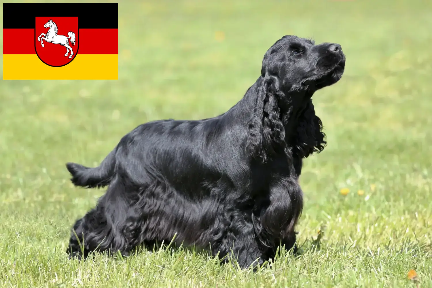 Angol Cocker spániel kiskutyák és tenyésztő Alsó-Szászországban Itt találhat angol cocker spániel tenyésztőket Alsó-Szászországban.
