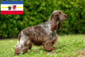 Read more about the article Angol cocker spániel tenyésztők és kölykök Mecklenburg-Vorpommern területén