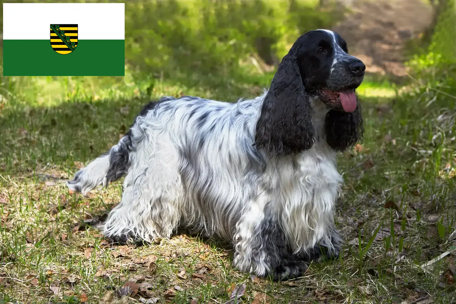 Angol Cocker spániel kiskutyák és tenyésztő Szászország Itt találsz angol cocker spániel tenyésztőket Szászországban.
