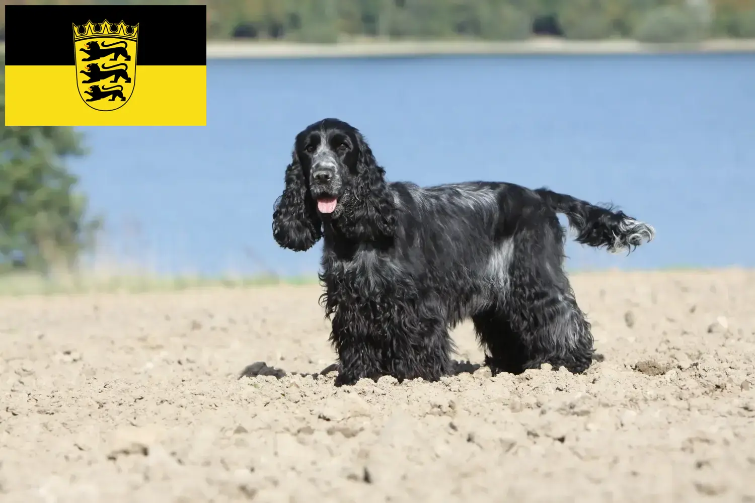 Angol Cocker spániel kölyökkutyák és tenyésztők Baden-Württembergben Itt talál angol cocker spániel tenyésztőket Baden-Württembergben.