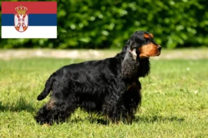 Read more about the article Angol Cocker spániel tenyésztők és kölykök Szerbiában