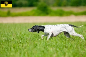 Read more about the article Angol pointer tenyésztők és kölykök Baden-Württembergben
