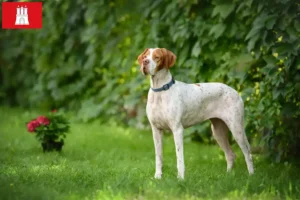 Read more about the article Angol Pointer tenyésztők és kölykök Hamburgban