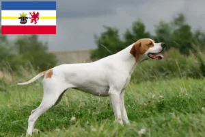 Read more about the article Angol pointer tenyésztők és kölykök Mecklenburg-Elő-Pomeránia tartományban