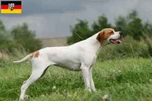 Read more about the article Angol pointer tenyésztők és kölykök Saar-vidéken
