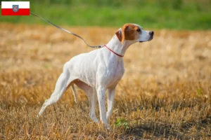 Read more about the article Angol pointer tenyésztők és kölykök Türingiában