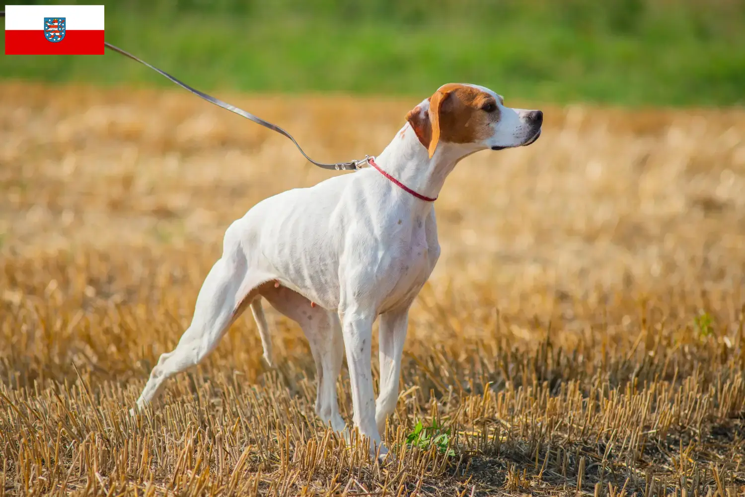 Read more about the article Angol pointer tenyésztők és kölykök Türingiában