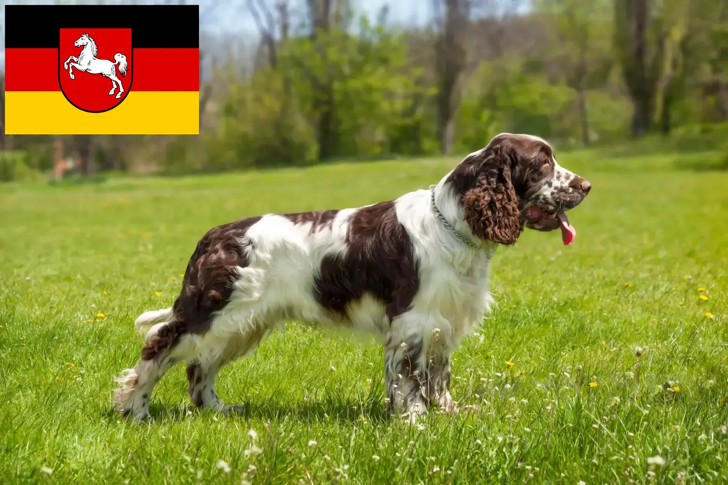 Angol Springer spániel kiskutyák és tenyésztők Alsó-Szászország Itt találhat angol springer spániel tenyésztőket Alsó-Szászországban.