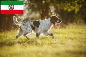 Read more about the article Angol Springer spániel tenyésztők és kiskutyák Észak-Rajna-Vesztfália területén