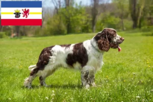 Read more about the article Angol Springer spániel tenyésztők és kölykök Mecklenburg-Elő-Pomeránia tartományban
