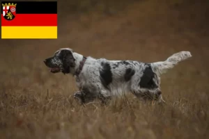 Read more about the article Angol Springer spániel tenyésztők és kölykök Rajna-vidék-Pfalzban