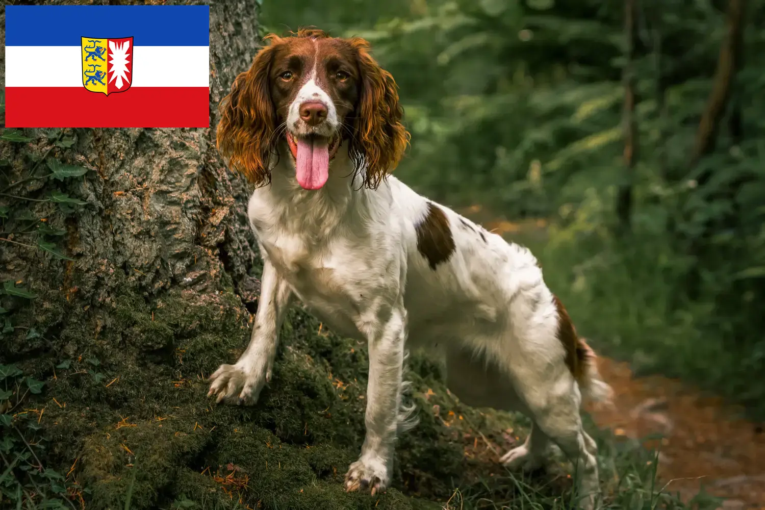 Angol Springer spániel kölyökkutyák és tenyésztők Schleswig-Holstein Itt talál angol springer spániel tenyésztőket Schleswig-Holstein területén.