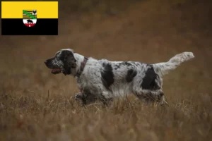 Read more about the article Angol Springer spániel tenyésztők és kölykök Szász-Anhaltban