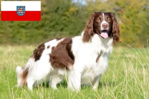 Read more about the article Angol Springer spániel tenyésztők és kölykök Türingiában