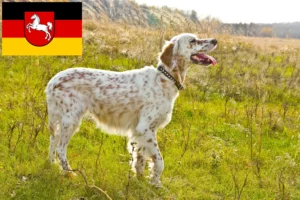 Read more about the article Angol szetter tenyésztők és kölykök Alsó-Szászországban