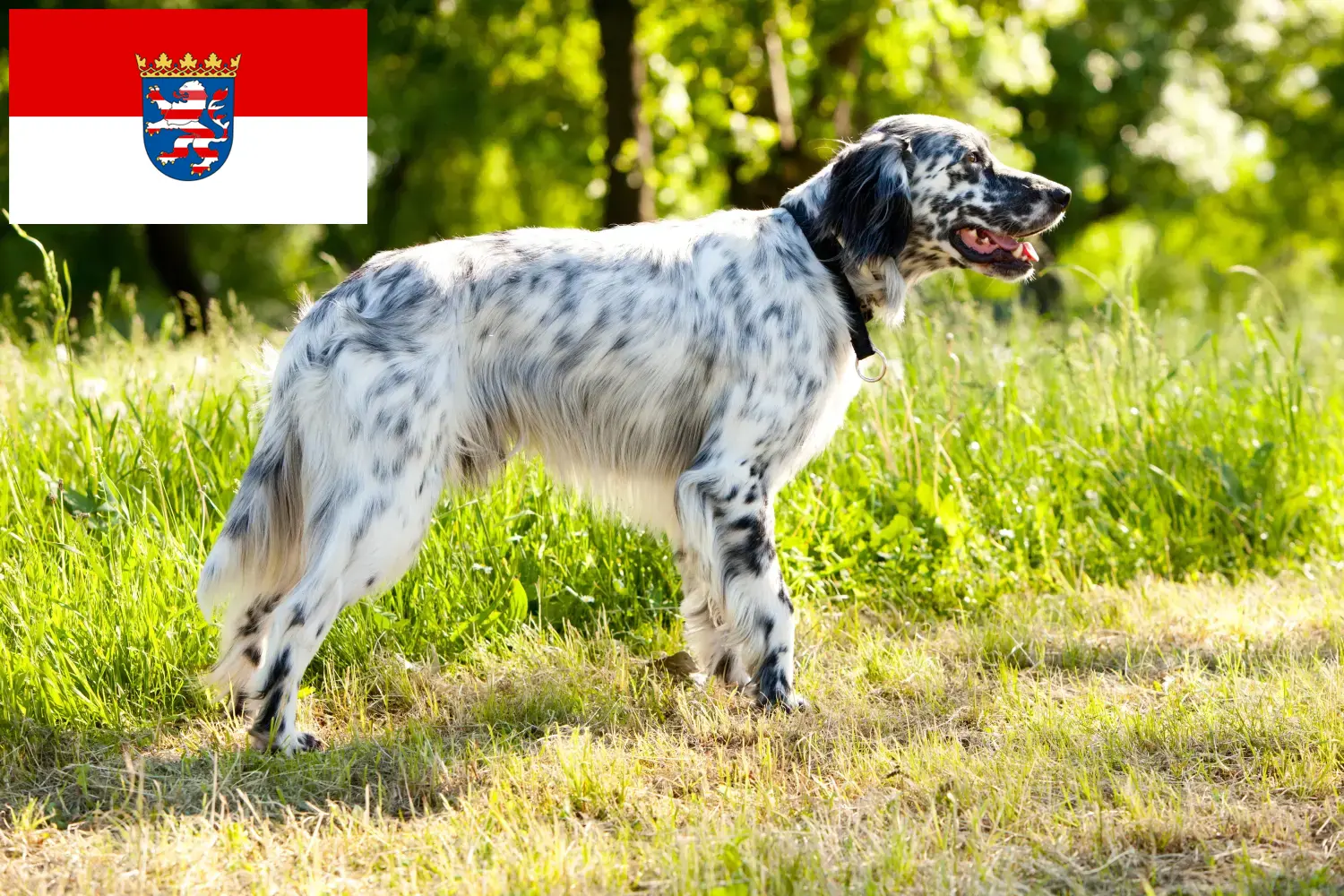 Angol szetter kölyökkutyák és tenyésztők Hessen Itt találhat angol szetter tenyésztőket Hessenben.