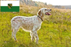 Read more about the article Angol szetter tenyésztők és kölykök Szászországban