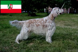 Read more about the article Angol szetter tenyésztők és kiskutyák Észak-Rajna-Vesztfália területén