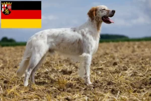 Read more about the article Angol szetter tenyésztők és kölykök Rajna-vidék-Pfalzban