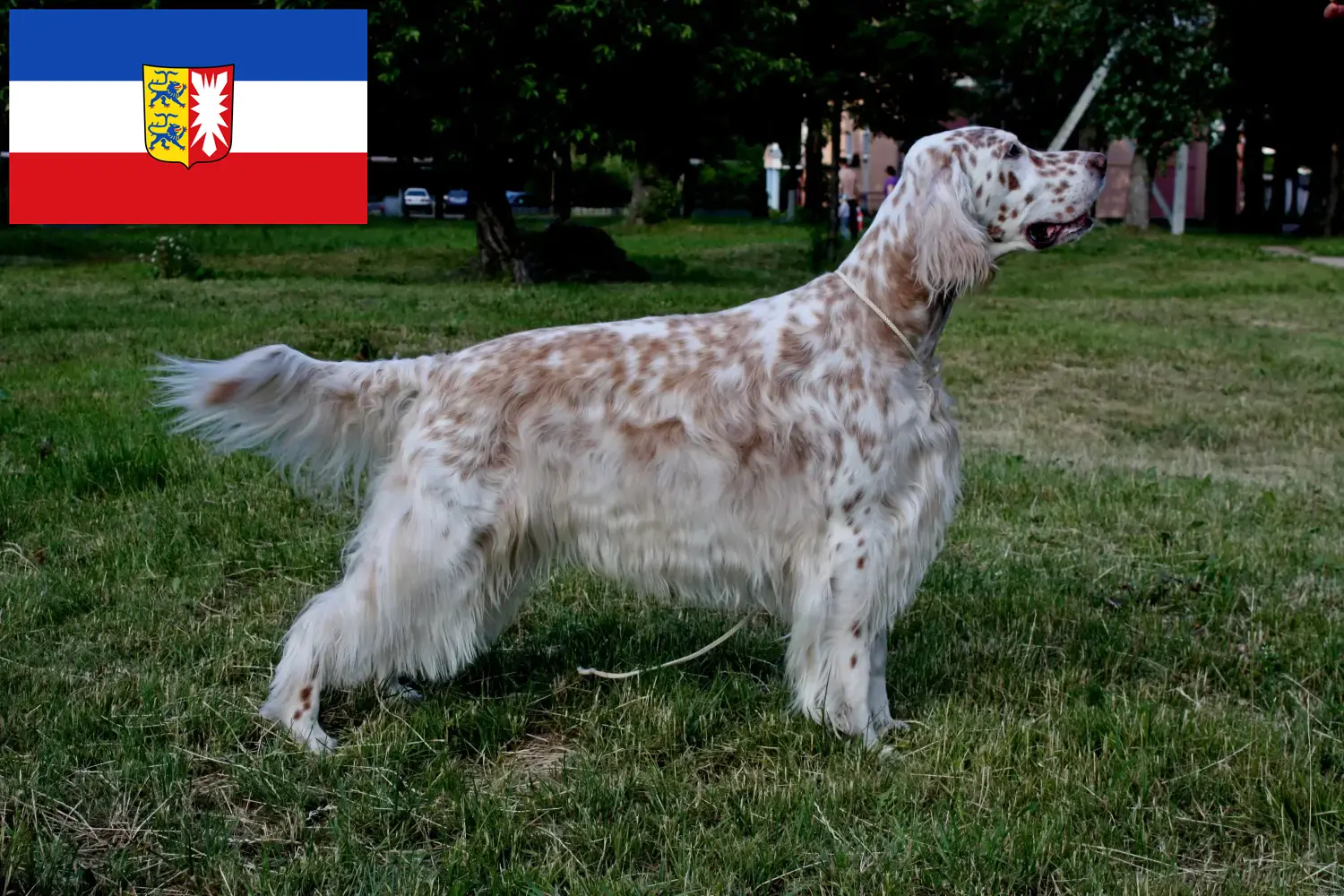 Angol szetter kölyökkutyák és tenyésztők Schleswig-Holstein Itt talál angol szetter tenyésztőket Schleswig-Holsteinben.