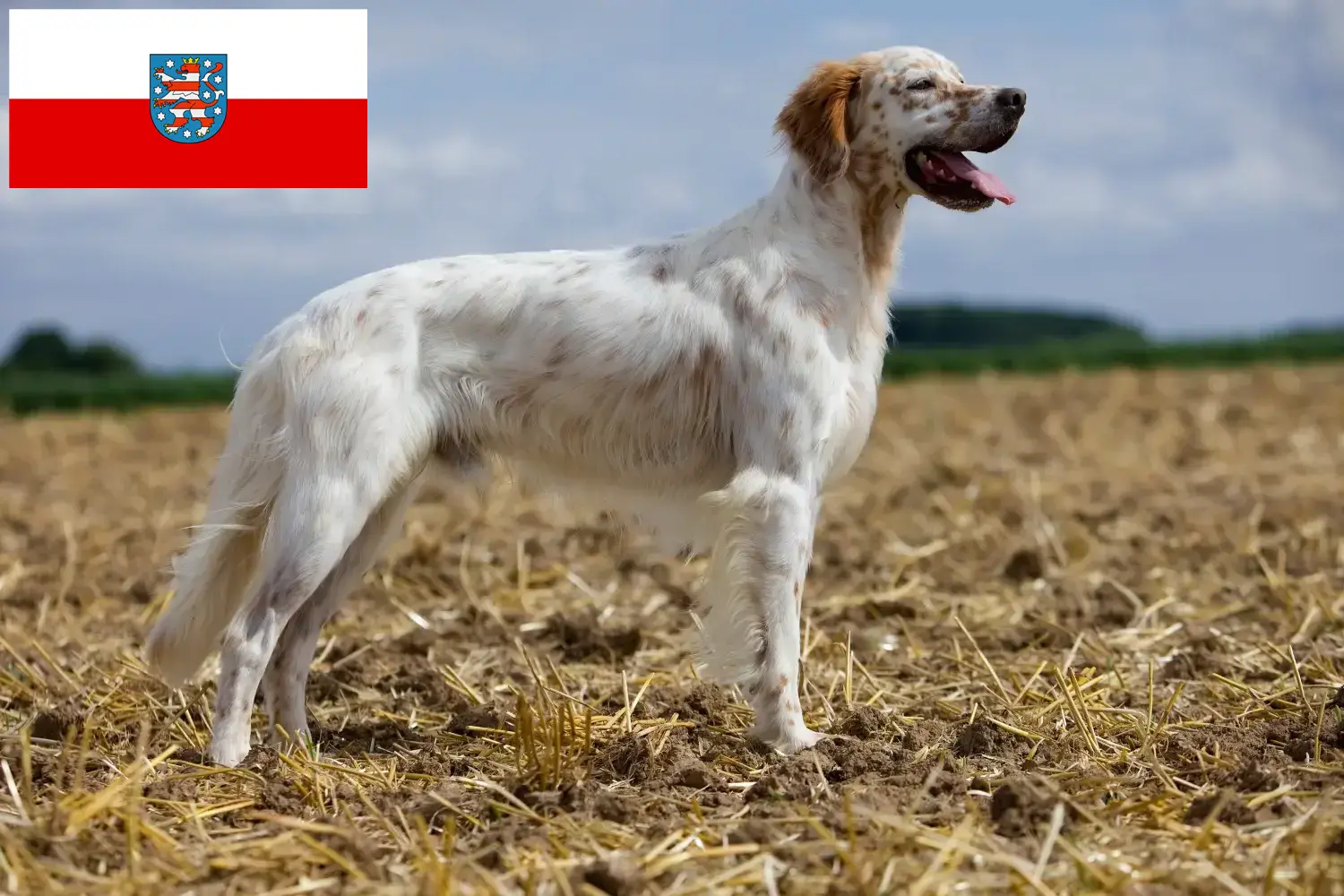 Angol szetter kölykök és tenyésztők Thüringia Itt találhat angol szetter tenyésztőket Türingiában.