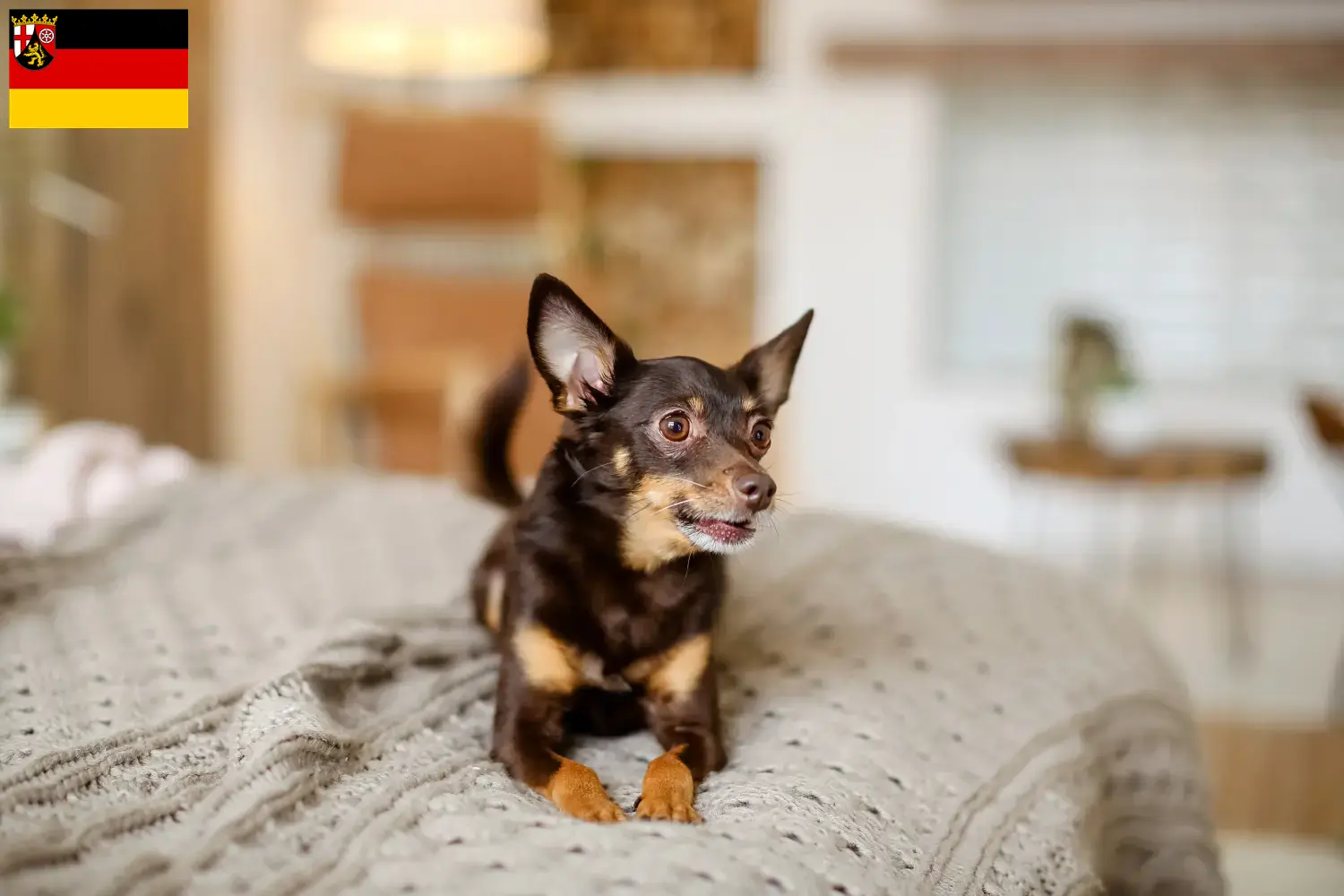 Read more about the article Angol Toy Terrier tenyésztők és kiskutyák Rajna-vidék-Pfalzban