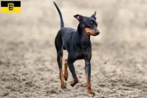 Read more about the article Angol Toy Terrier tenyésztők és kölykök Baden-Württembergben