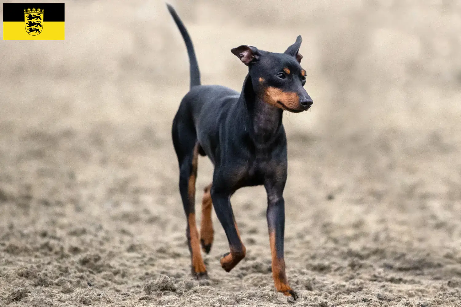 Read more about the article Angol Toy Terrier tenyésztők és kölykök Baden-Württembergben