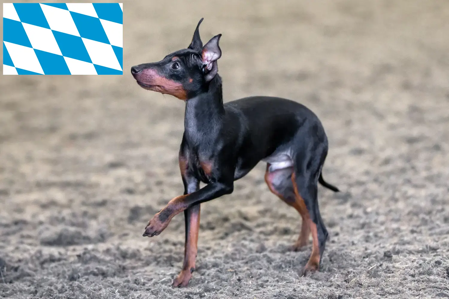 Read more about the article Angol Toy Terrier tenyésztők és kiskutyák Bajorországban