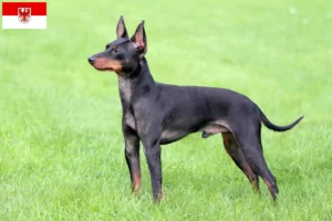 Read more about the article Angol Toy Terrier tenyésztők és kölykök Brandenburgban