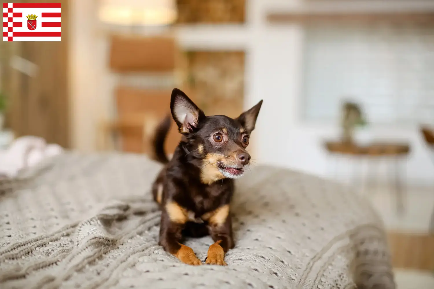 Angol Toy Terrier kiskutyák és tenyésztők Bremen Itt találsz angol toyterrier tenyésztőket Brémában.