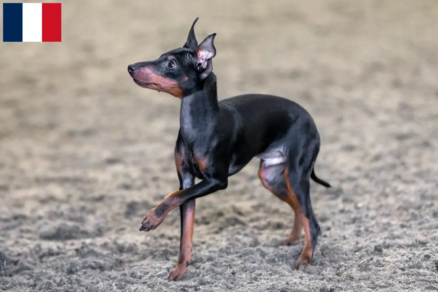 Angol Toy Terrier kiskutyák és tenyésztők Franciaország Angol Toy Terrier tenyésztőket Franciaországban itt találsz.