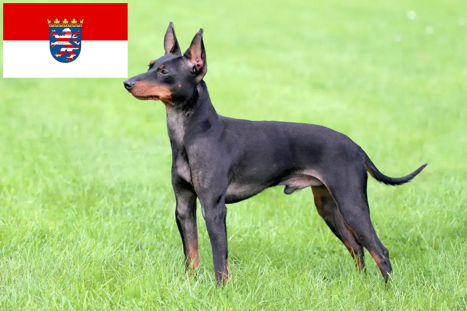 Read more about the article Angol Toy Terrier tenyésztők és kölykök Hessenben